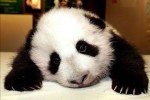 Sad, disappointed panda