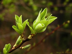 Buds of spring