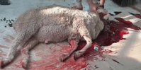 lamb-sacrifice