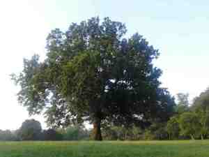 large_tree