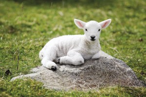 The Lamb of God