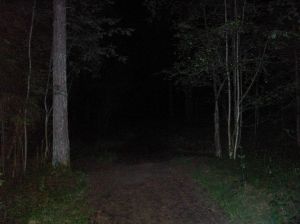 Dark Woods