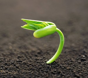 new-life-seed