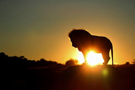 Lion at Sunrise