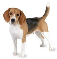 beagle